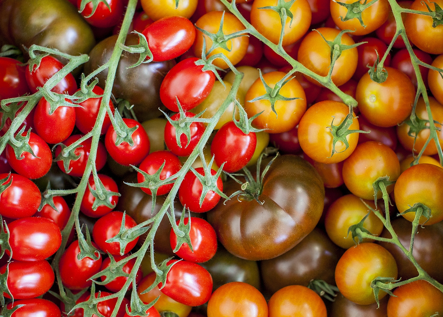 A pile of English tomatoes at Borough Market