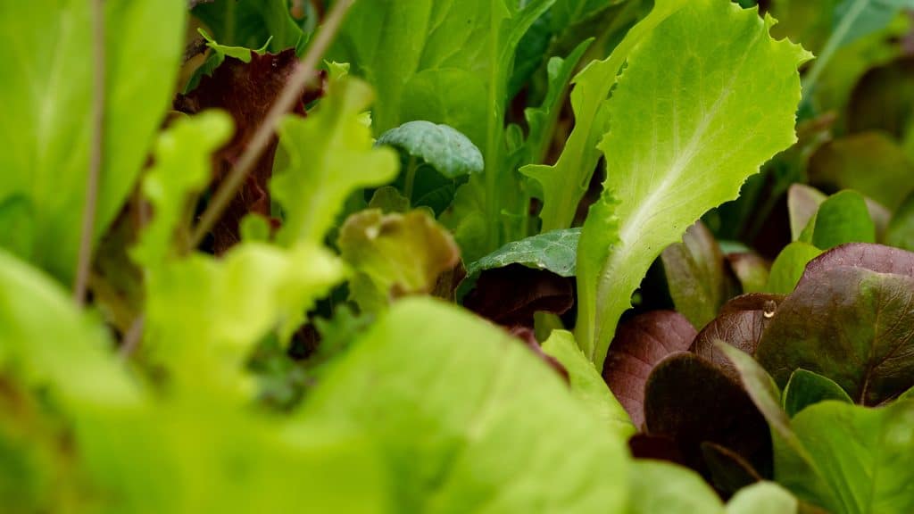 Salad leaves at Borough Market